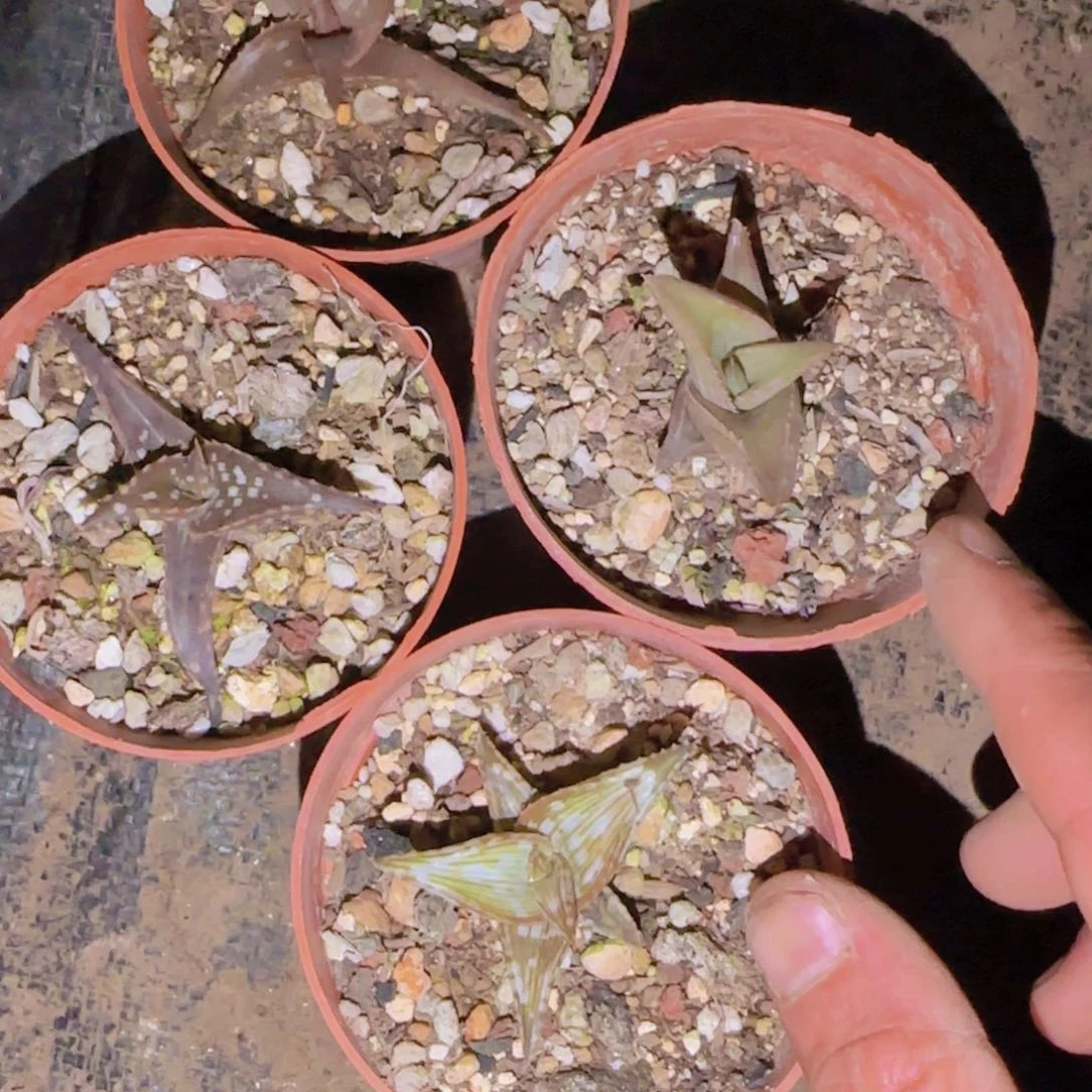 心块根植物块根植物