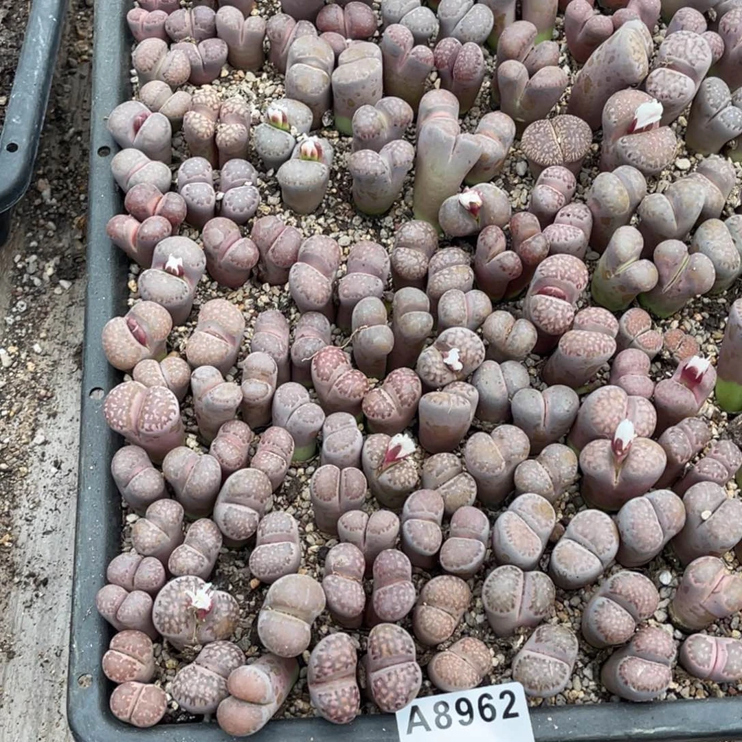 我***菜8962福利筐1不售后