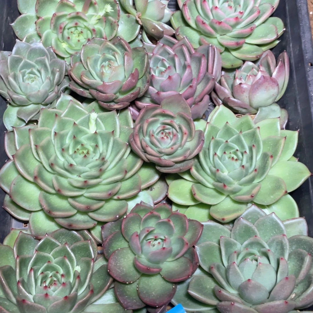 一筐特价福利不售后2019