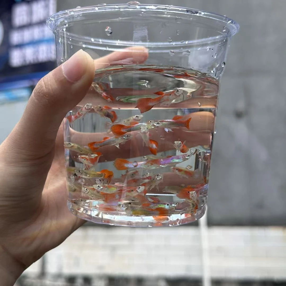 孔雀鱼纯种观赏鱼胎生小型淡水好养热带鱼活体斑马小金鱼苗闯缸鱼