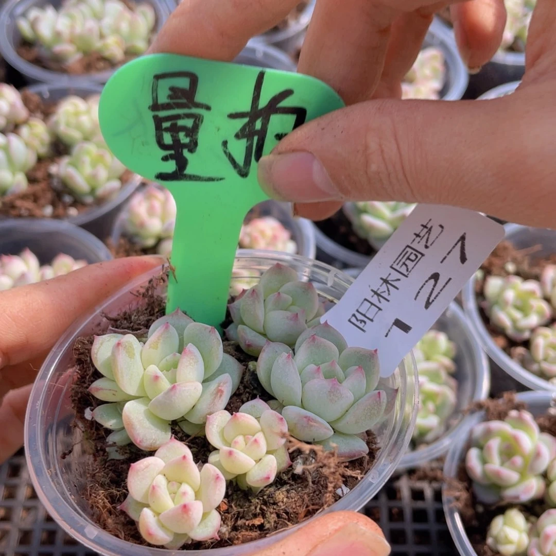 量拍多肉植物多肉植物127