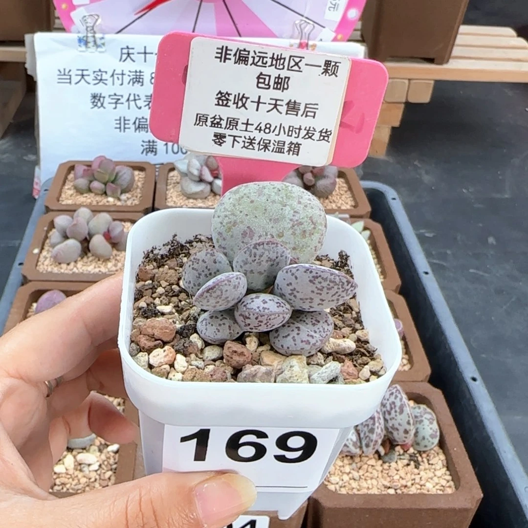 169银波粉蛋多肉植物