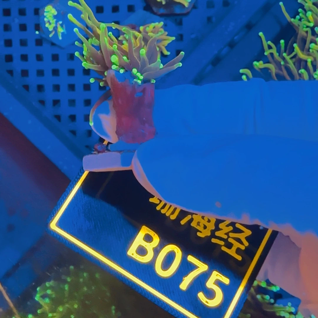 ****纽扣珊瑚晓晓不包邮露骨龙魂金B075