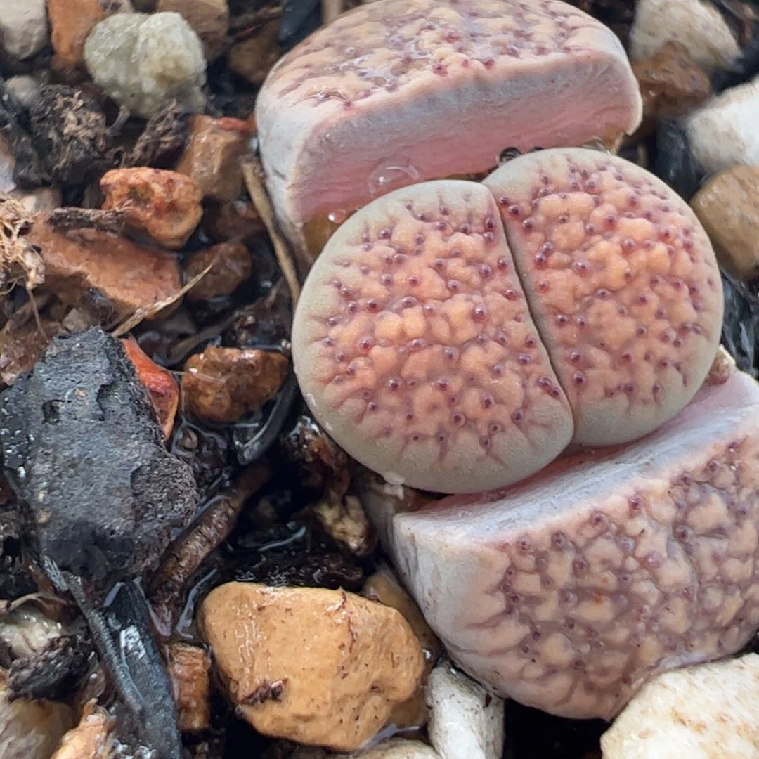 361多肉植物百科