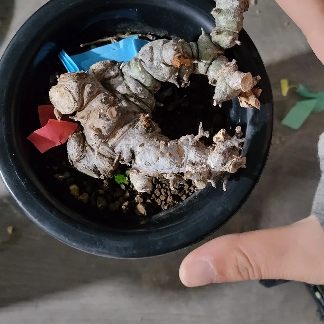 产地念珠橄榄熟桩可寄养