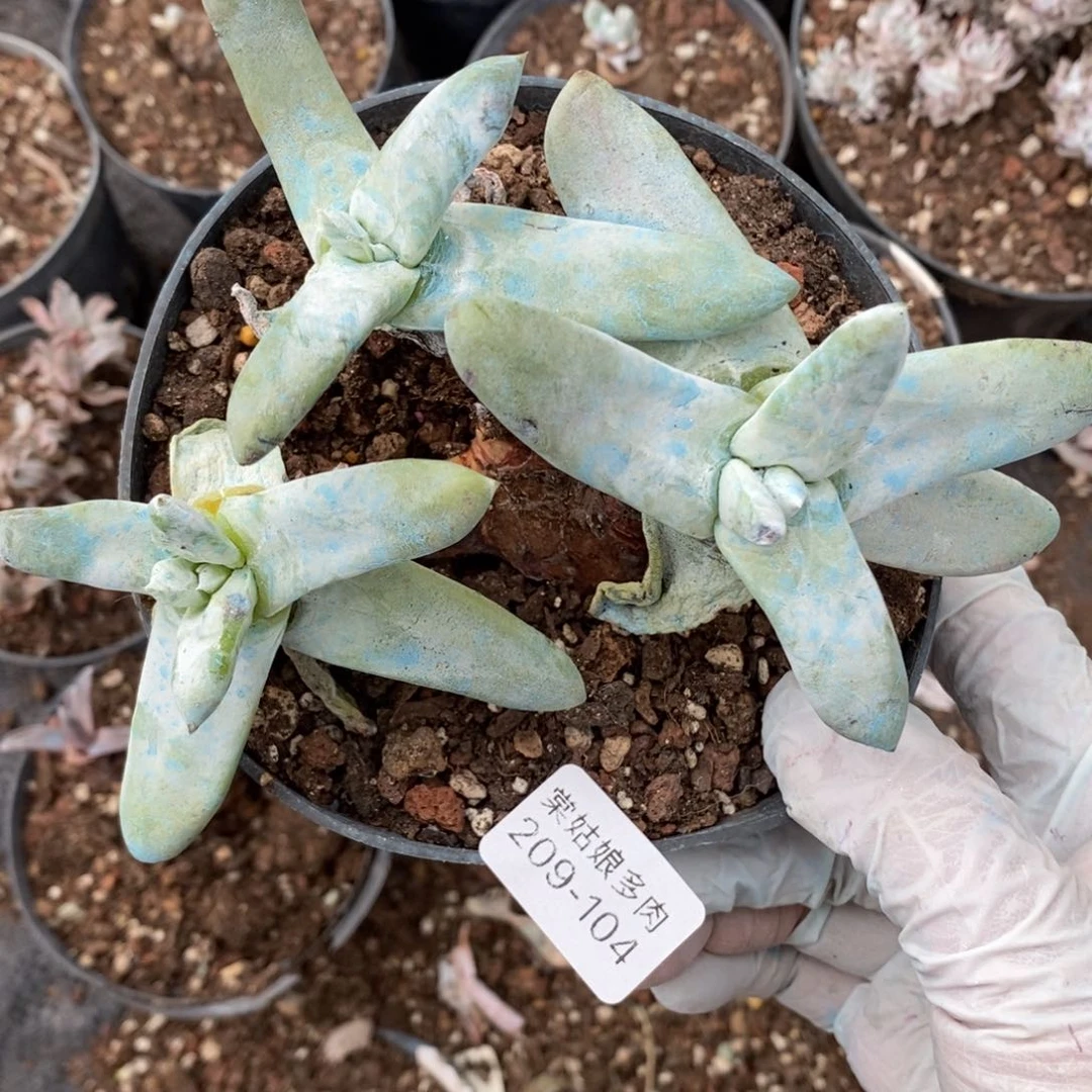 104号拇指断枝没根瑕疵