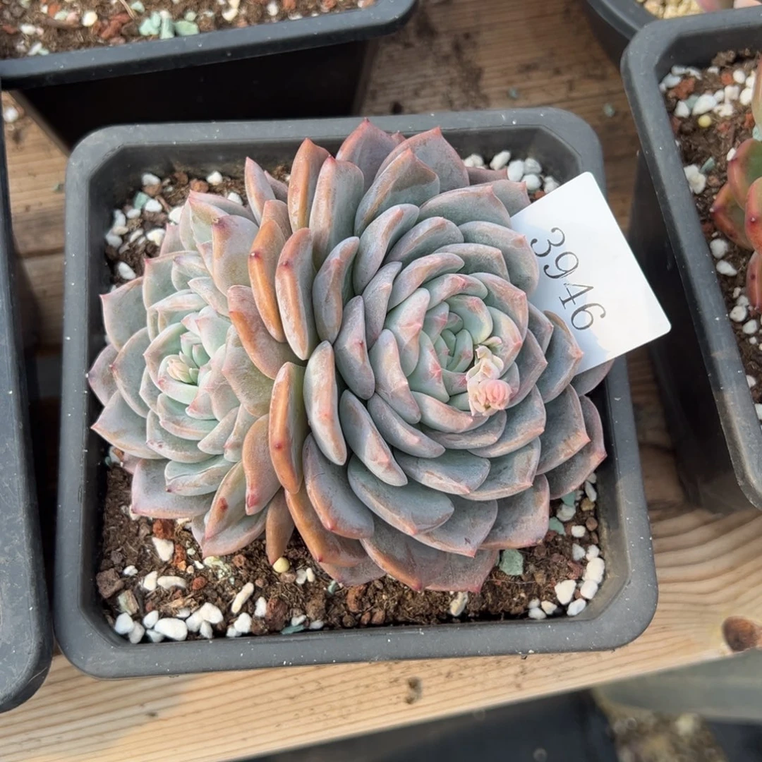 刚****坑3946多肉多多多