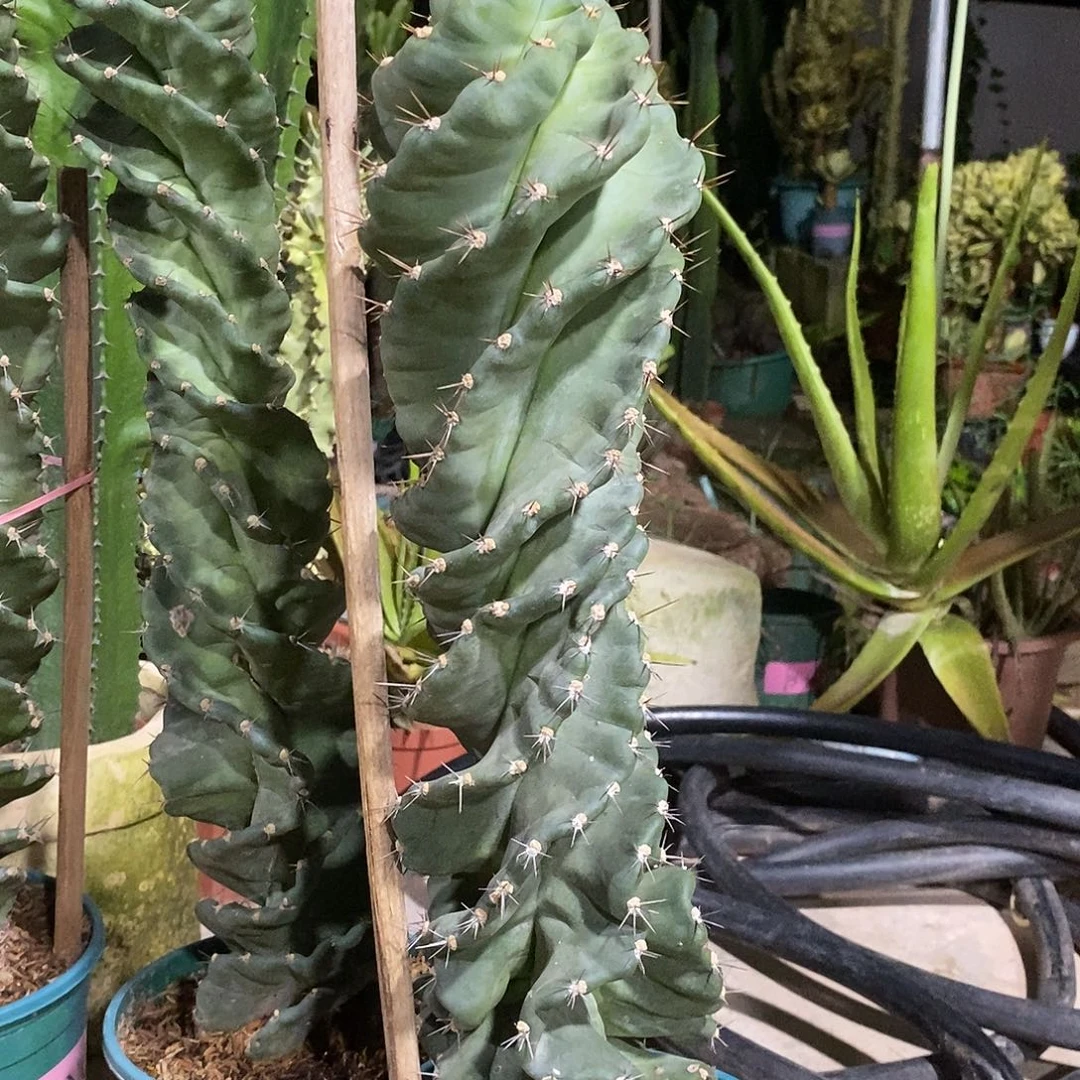 无花朵龙卷风一物一拍