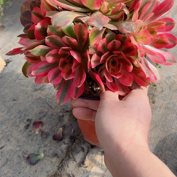 65香妃多肉植物保