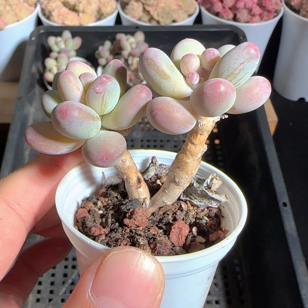 多肉1225-130苹果美人小老桩