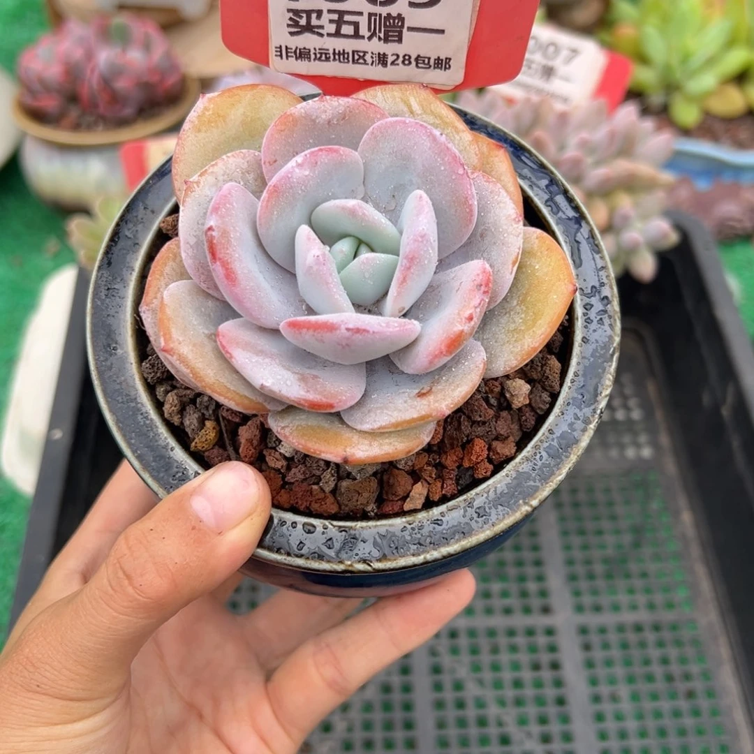 表妹精品多肉1069.