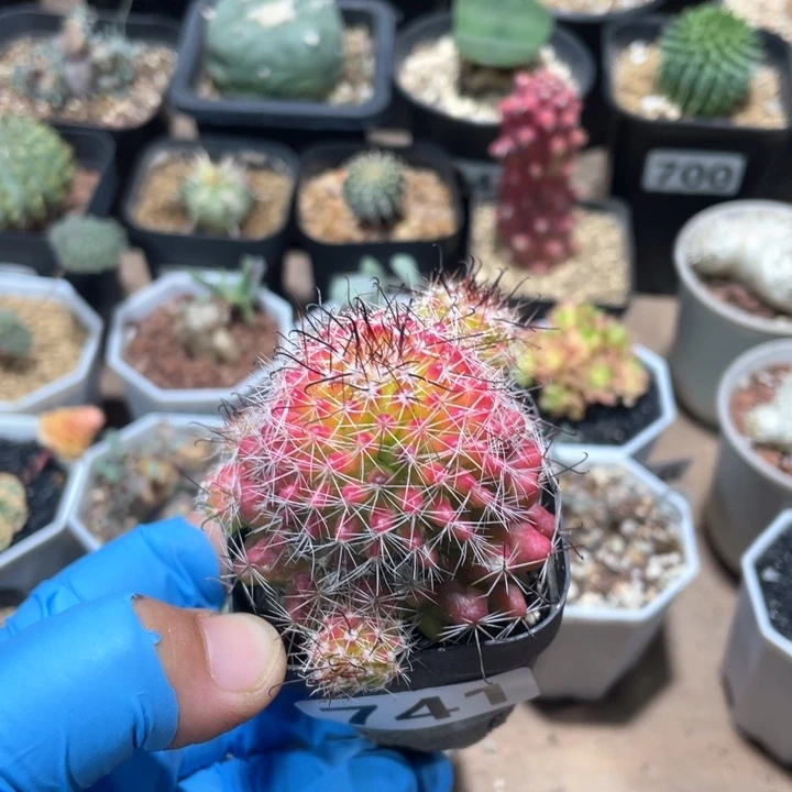 741红娜丸仙人球