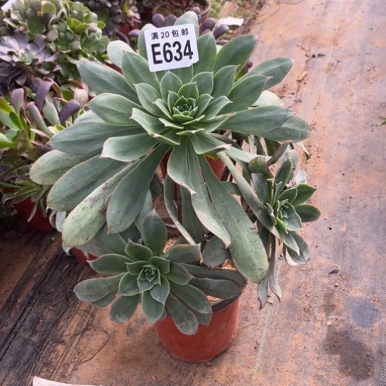 634粉仙桃不包断枝