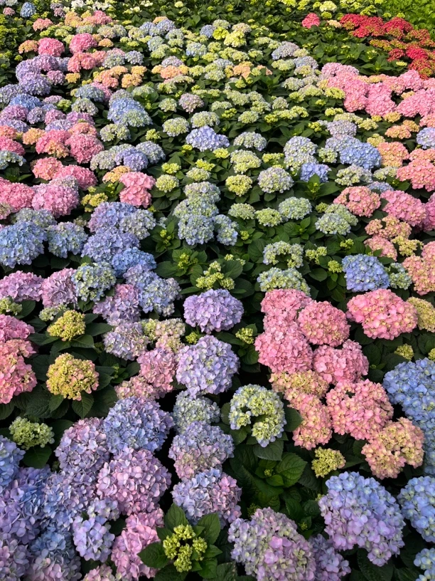 绿满天涯直播间绣球一物一拍盆栽庭院阳台好养护云南昆明基地直发