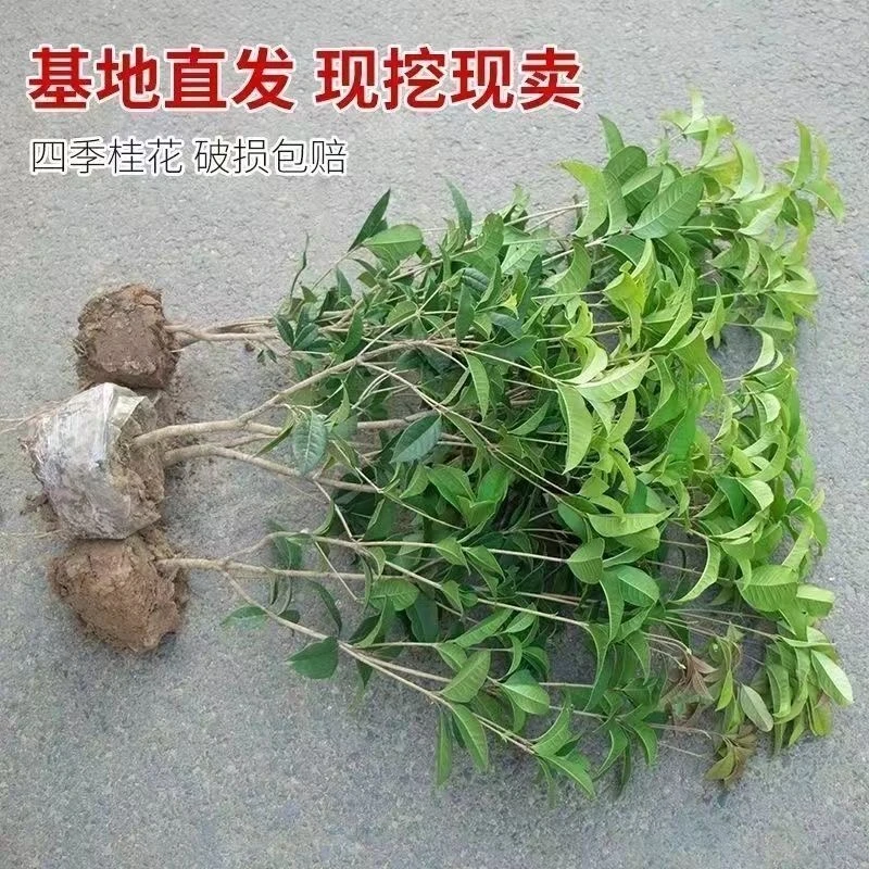 四季桂花树苗盆栽地栽开花浓香型室内阳台庭院四季开花八月桂桂花