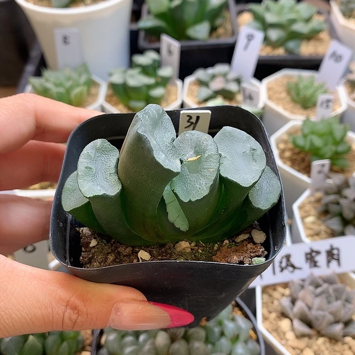 紫镜玉扇实生 一物一拍