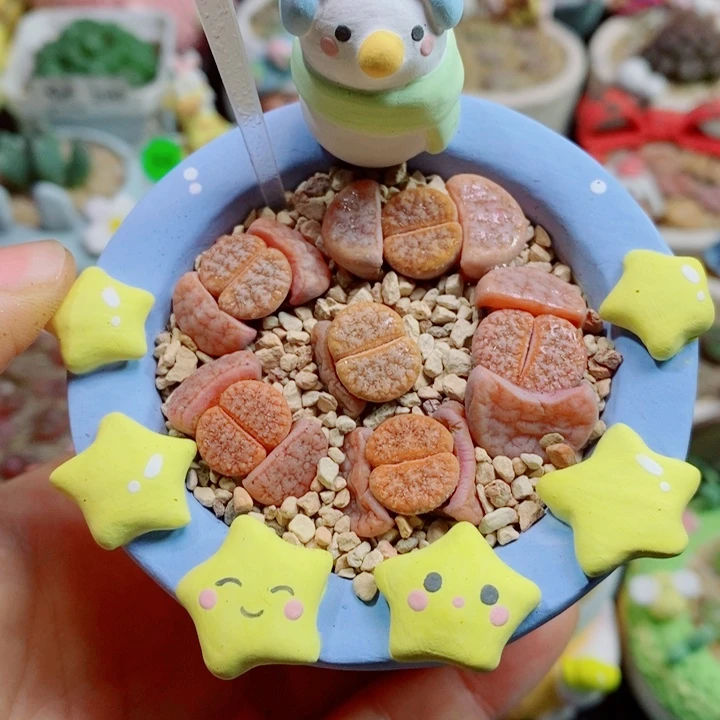 生石花花花花花花花347