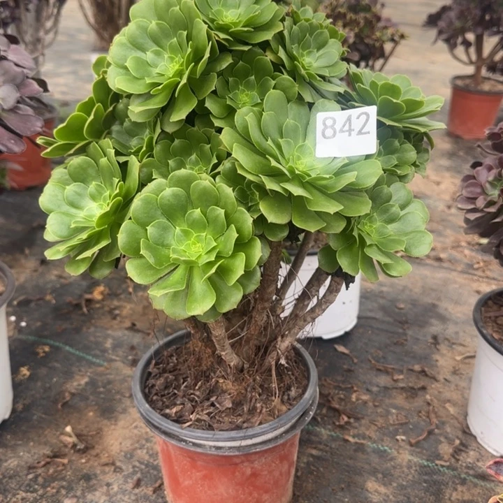 842两单包邮。 绿杨蓉。