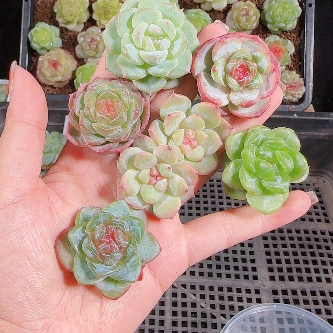 1018---184一物一拍