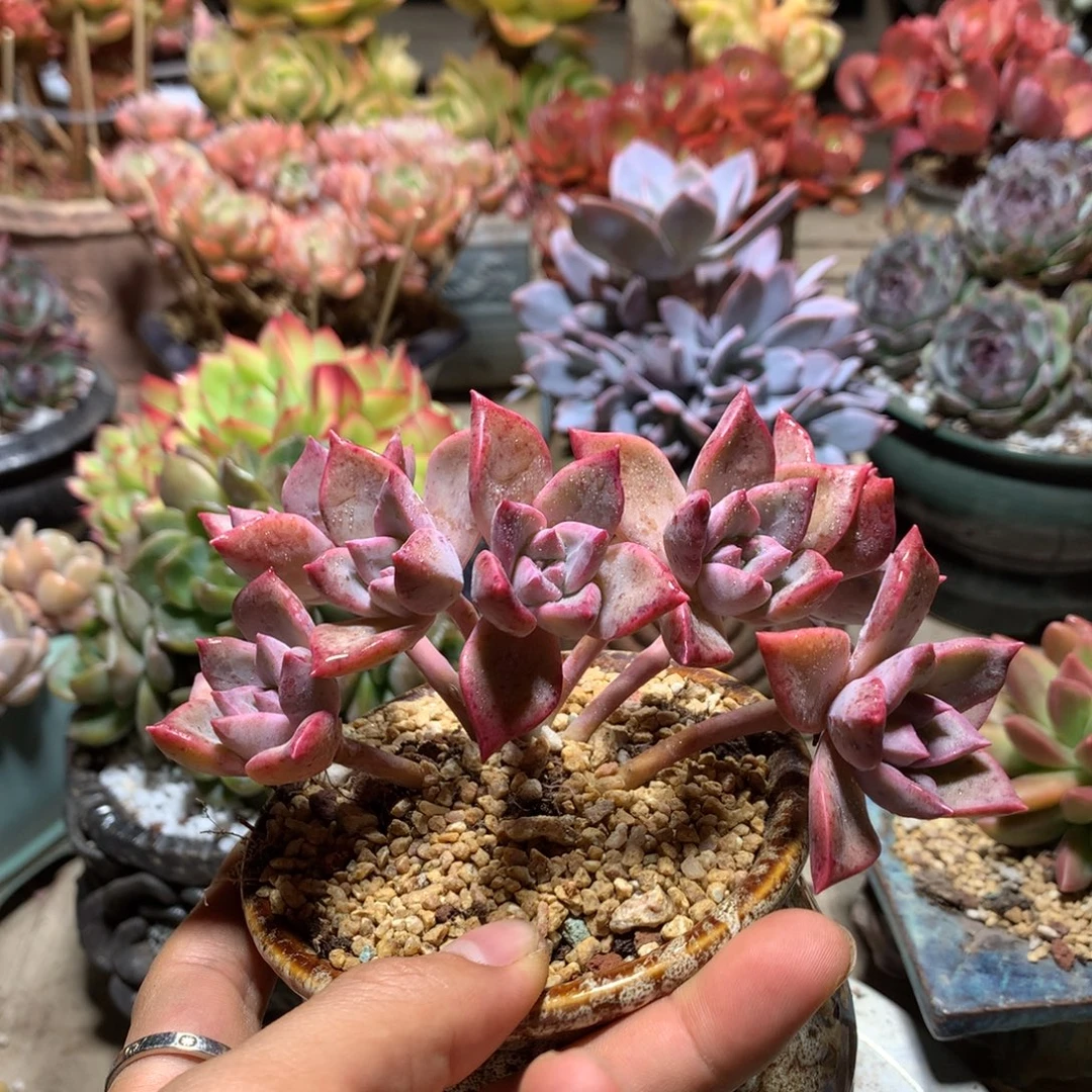 冰月多肉植物rujinni