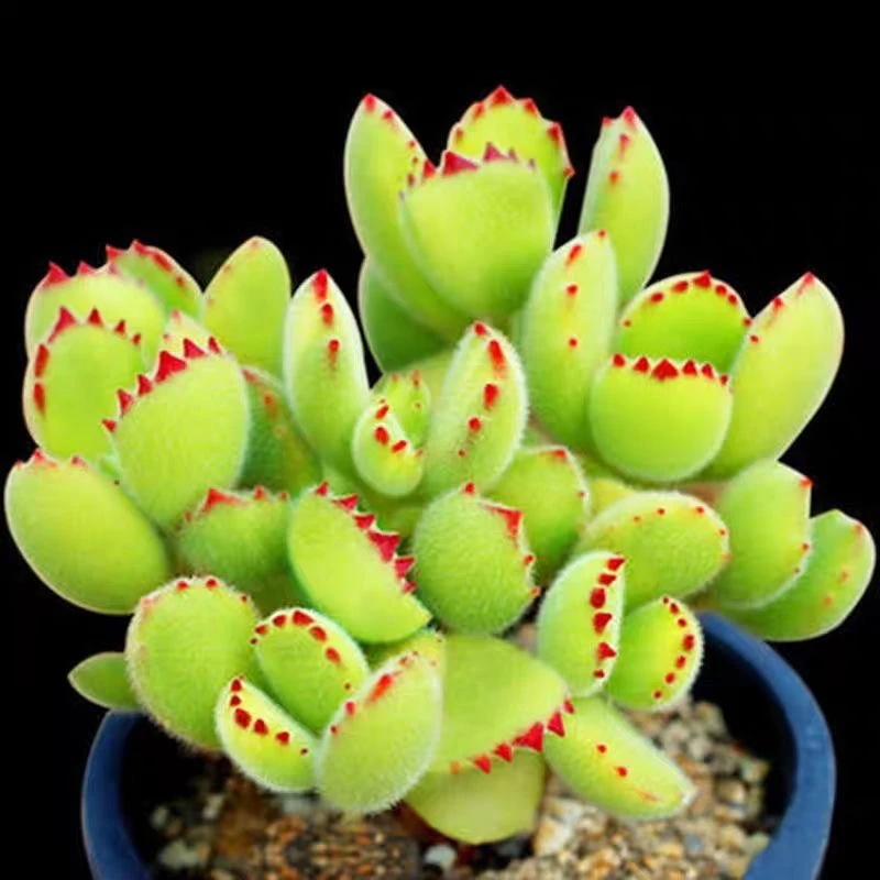 【满 9.9 包邮】熊童子 10cm 多肉植物室内阳台桌面盆栽