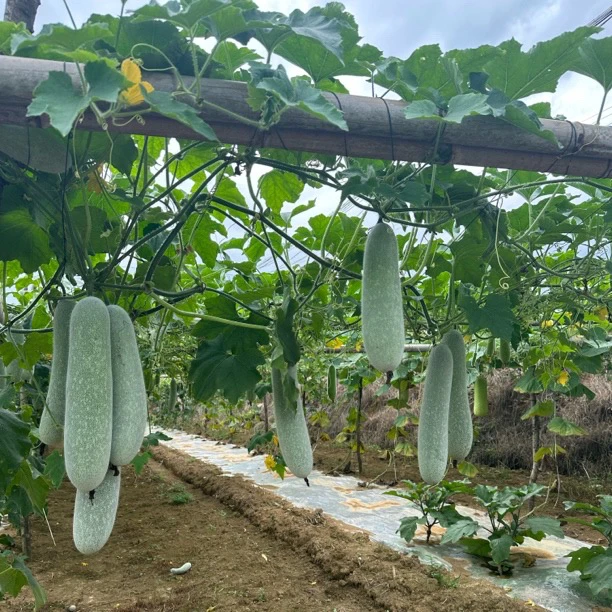 益阳本地露天小冬瓜