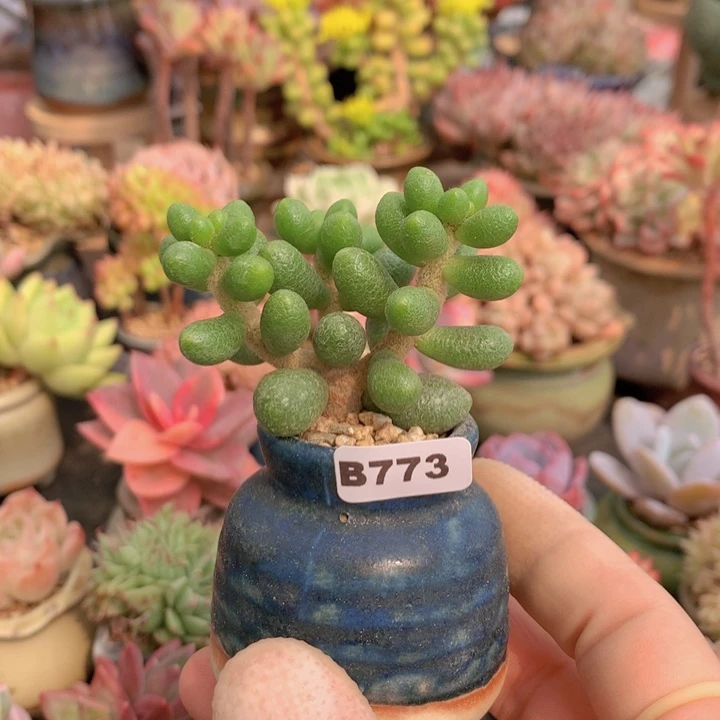 A****一物一拍含盆土满38包邮B773