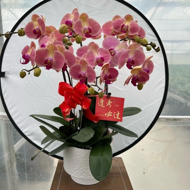 【聚宝香橙】蝴蝶兰盆栽懒人花室内花卉花期长好养活