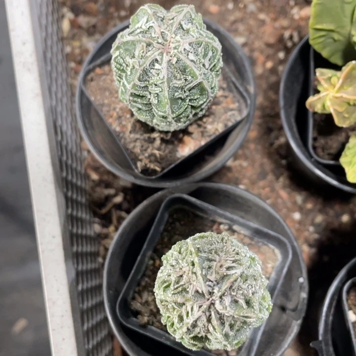 随*实生核桃两个带盆发