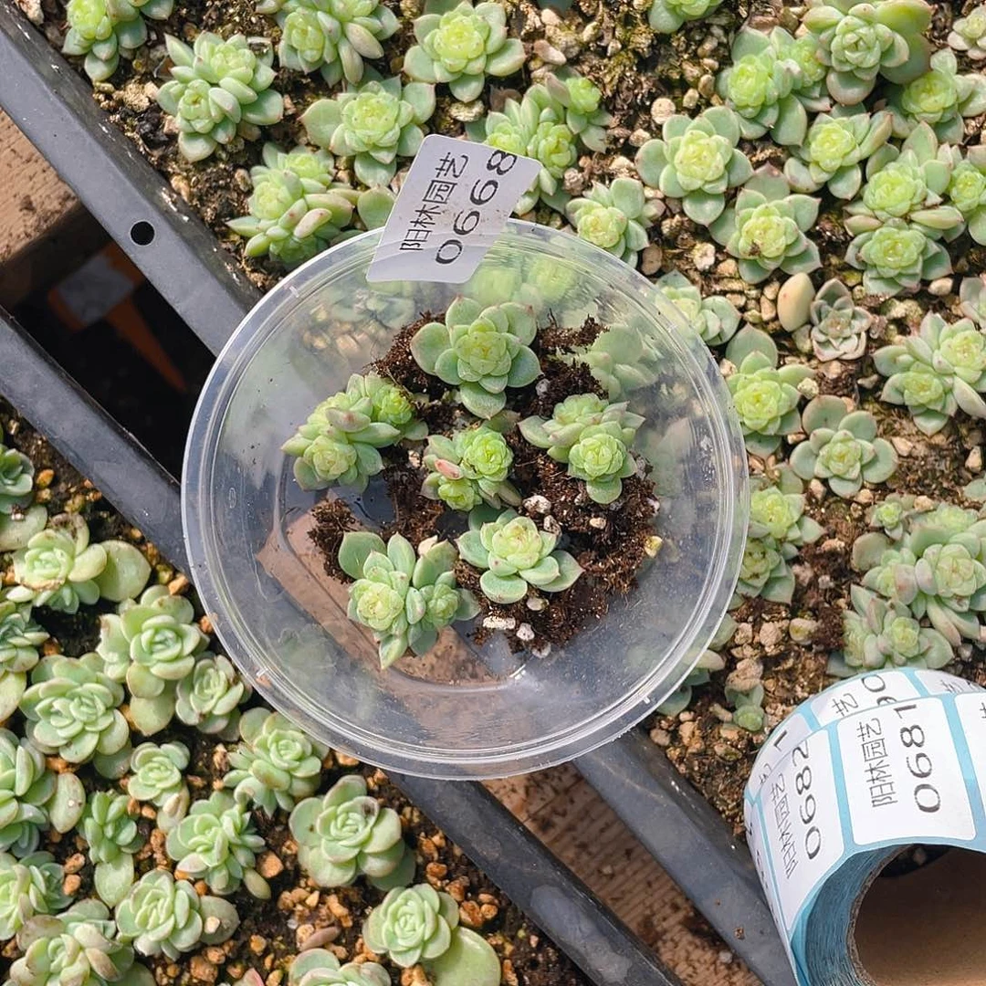 浮***、多肉植物多肉植物668