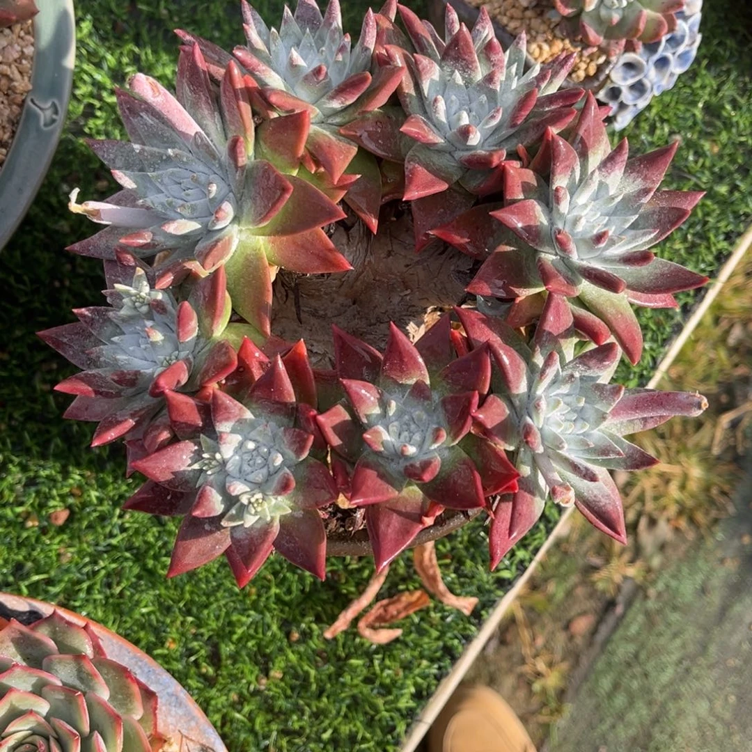 苹果叶仙女杯系列一物一拍