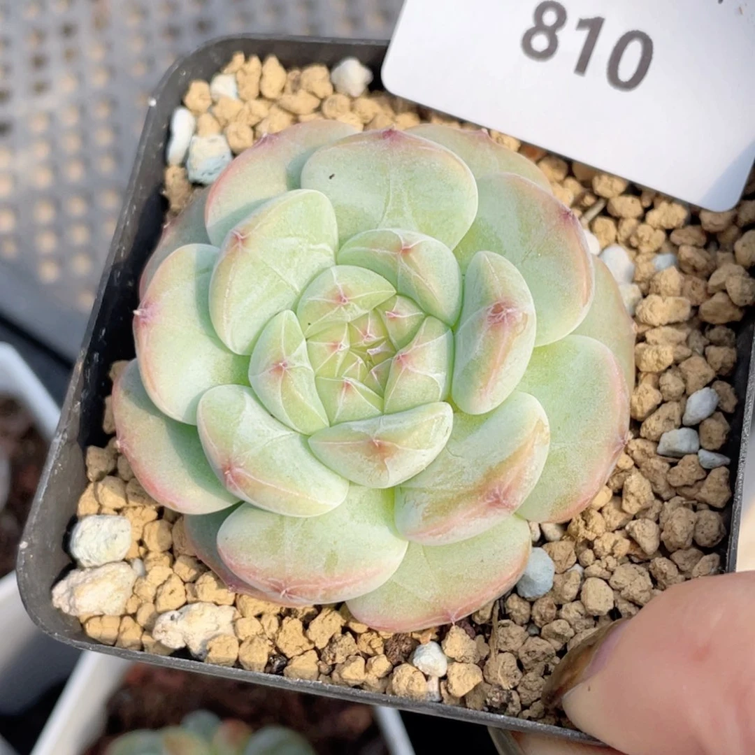 810号糖心冰心珍妮 福利