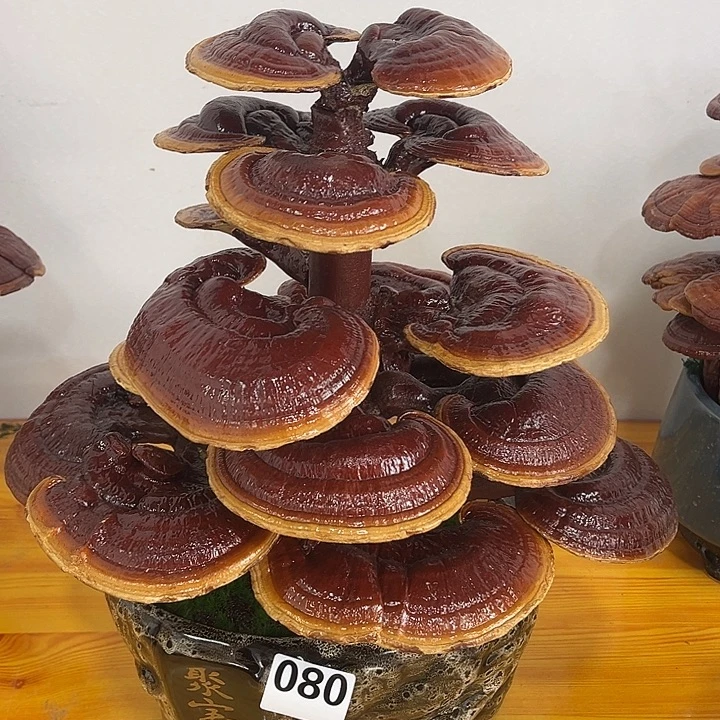 全部花朵888888888888888888