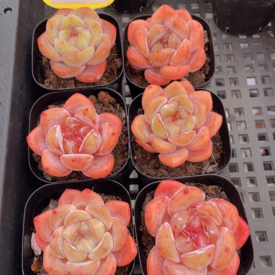 182号全状态宽叶糖心大白兔单头一个