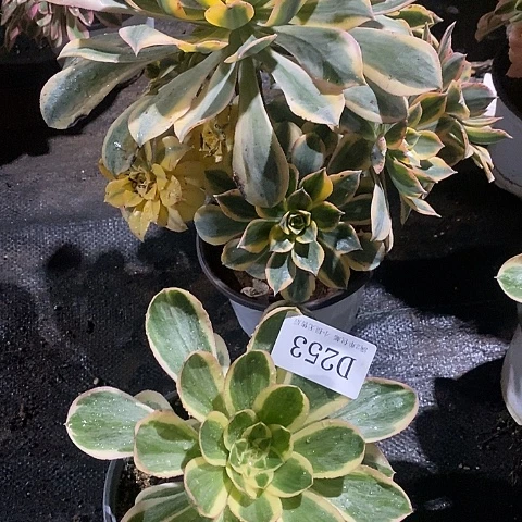 253燕姿锦灿烂多肉2颗