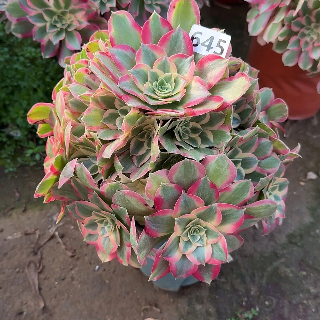 多肉植物邀约645号