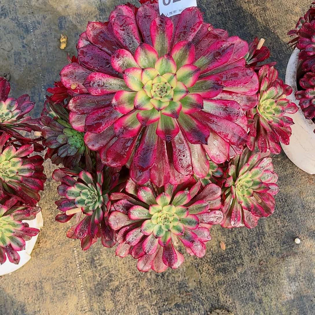 无花朵可*多肉植物美姬026