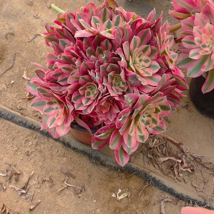 626分女法师多肉断枝不售后