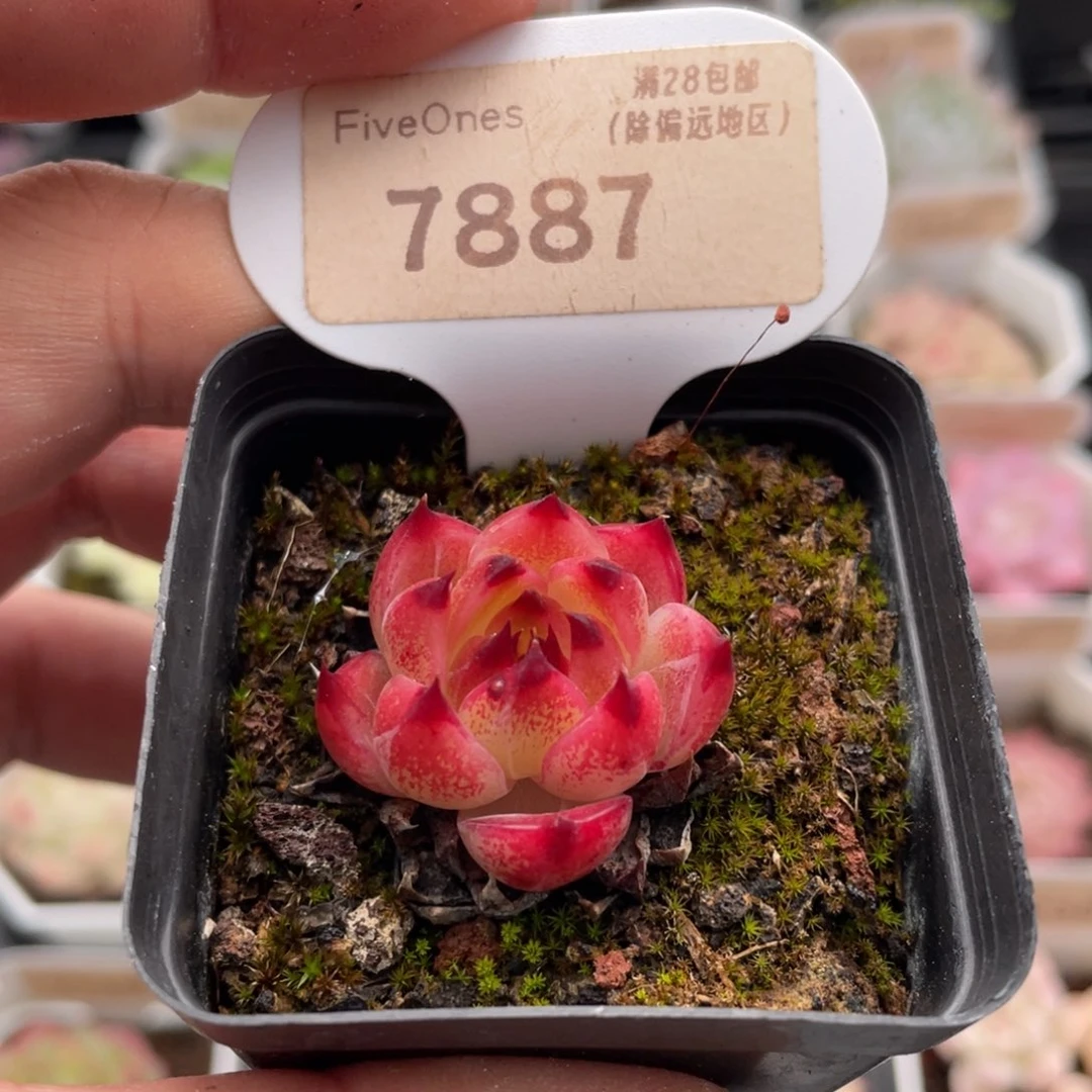 蓝龙7887-3.0厘米