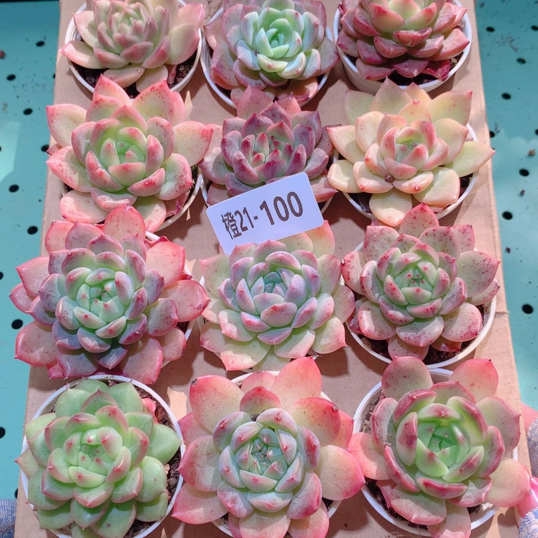 21-100一物一拍多肉带盆18颗