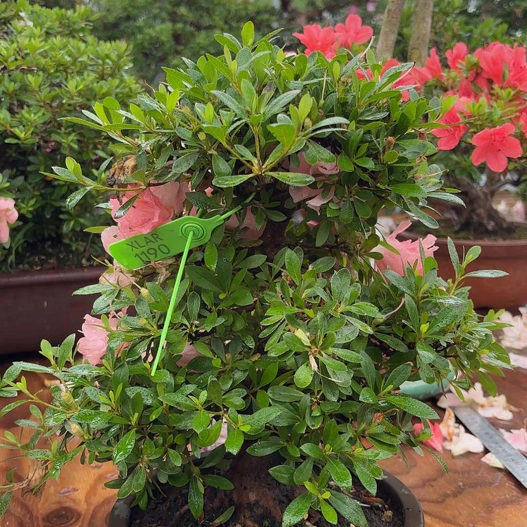 当前无花朵，栽培后可花朵到付皋月杜鹃若惠比须