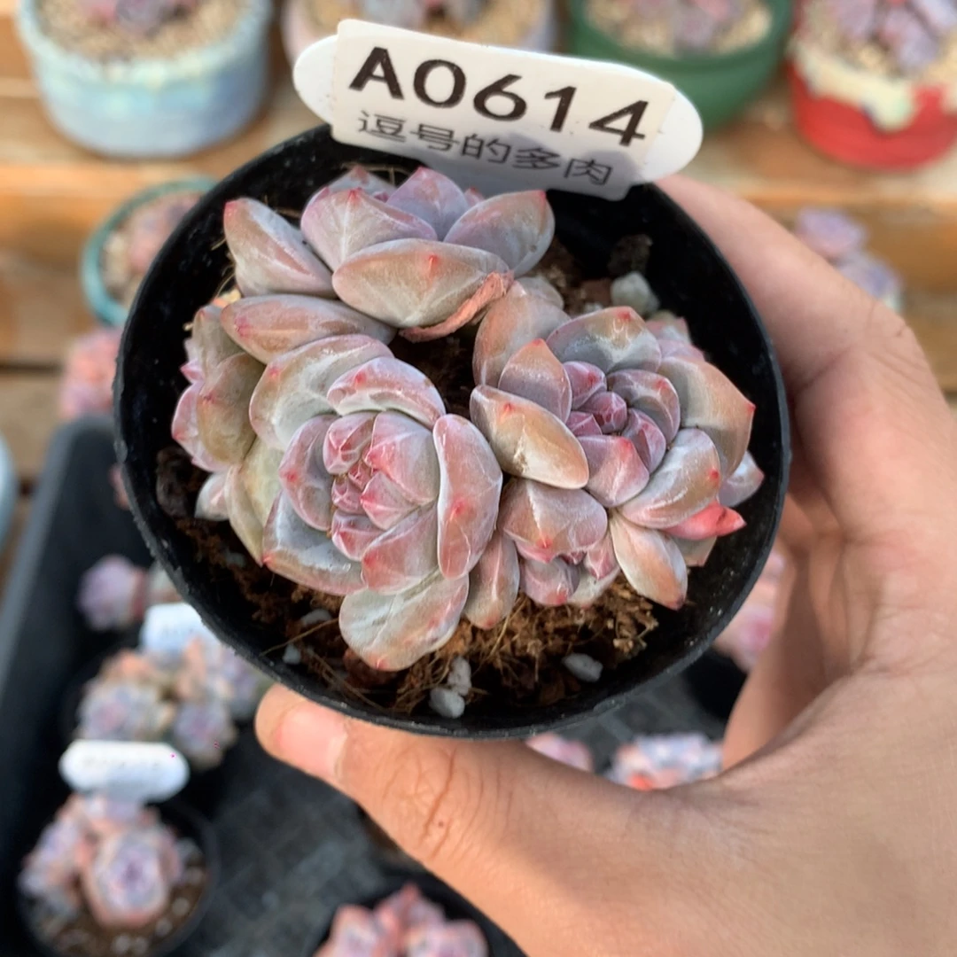 A0614 突尼斯五头 有分心 有砍 7cm