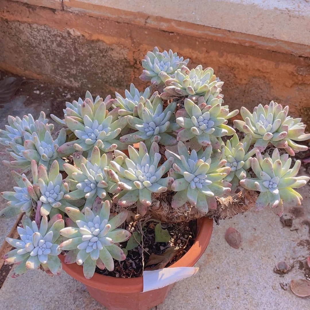 【闪购商品】我*我baimulaoz