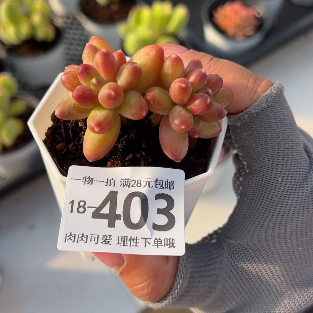 千代田之松多肉多肉多肉多肉多肉