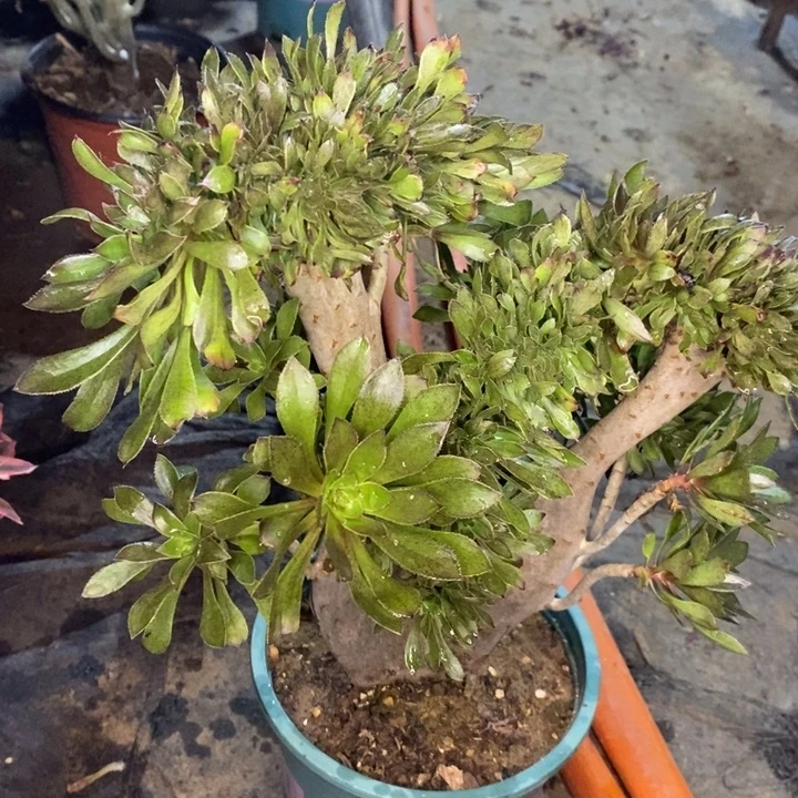 灰法缀多肉植物53。