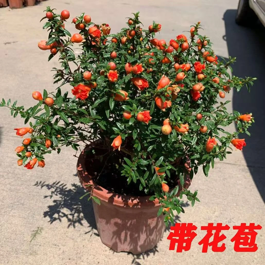 旺果恋带花苞耐热耐寒好养花卉盆栽可用于室内外庭院种植