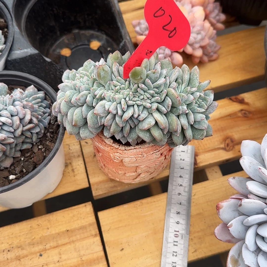 君***星影缀020号一物一拍