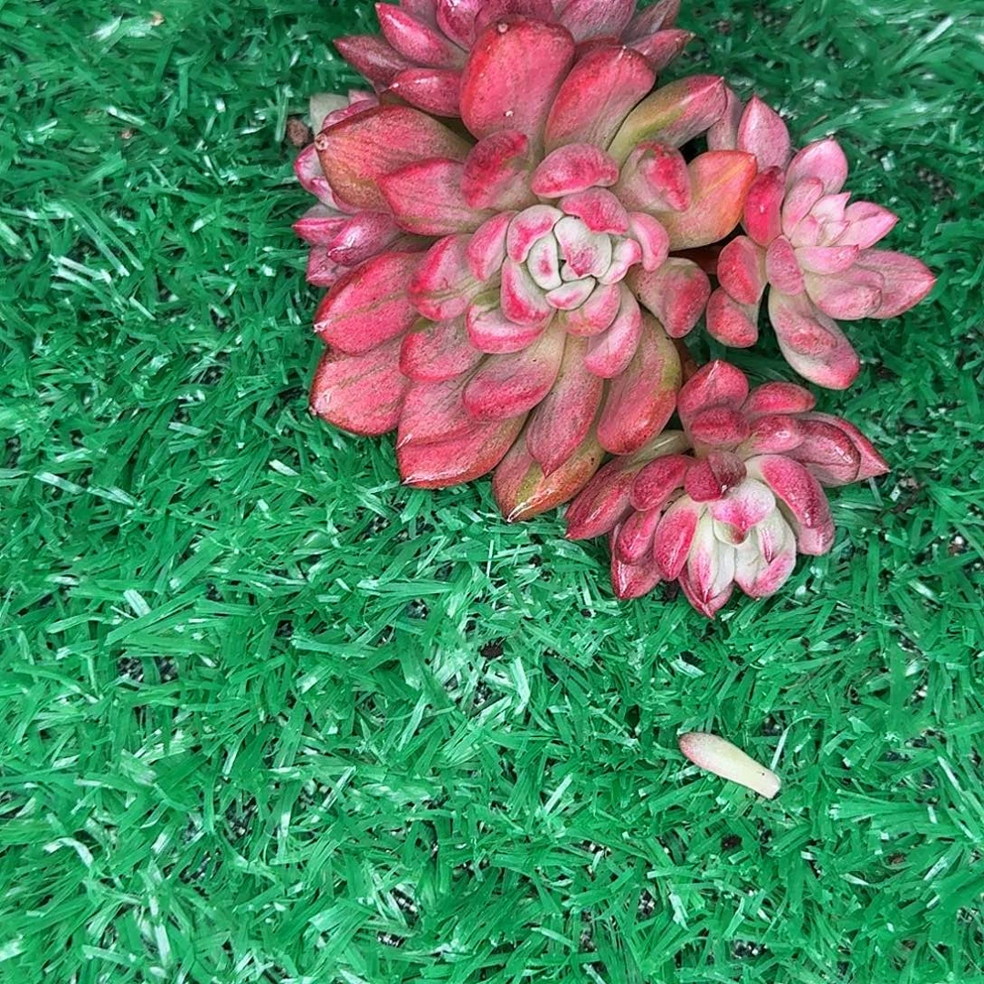 左***死美人景多肉植物寄养