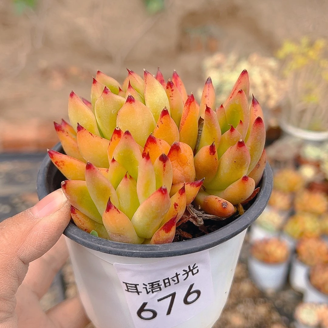 676，带盆带土发货