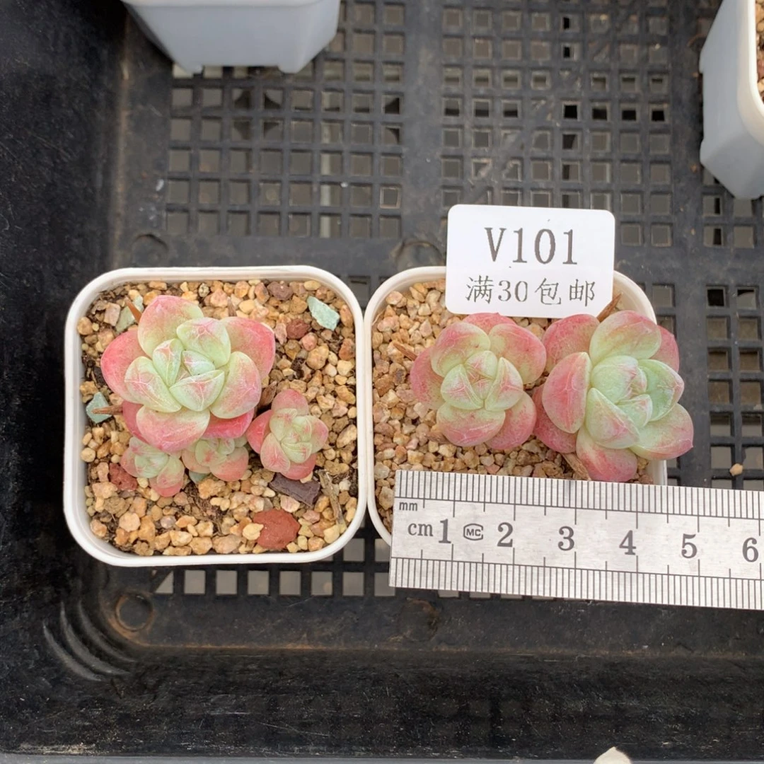 7***7101小树冰玉*2带盆土